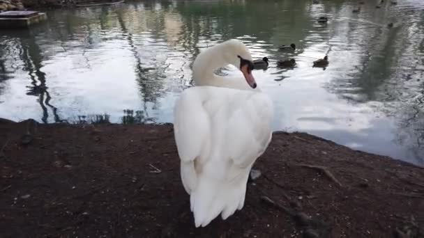 Cisne Branco Perto Lagoa — Vídeo de Stock