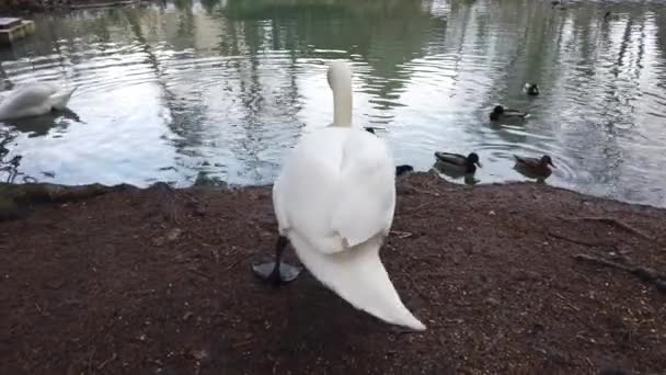 Ein Weißer Schwan Der Nähe Des Teiches — Stockvideo