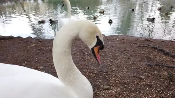 White Swan Pond — Stock Video