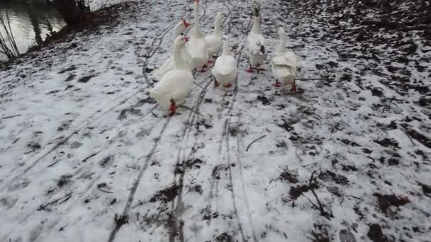 Abschuss Von Weißen Gänsen Dreharbeiten Winter — Stockvideo