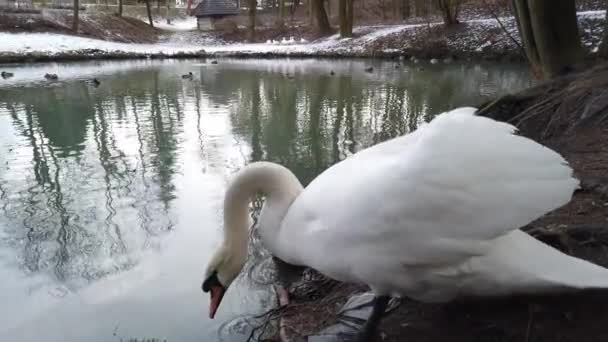 Biały Łabędź Unosi Się Stawie — Wideo stockowe