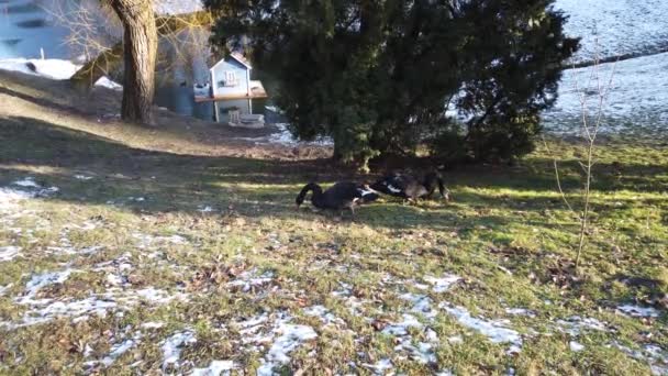 Zwarte Zwanen Het Gazon Bij Vijver Winter — Stockvideo