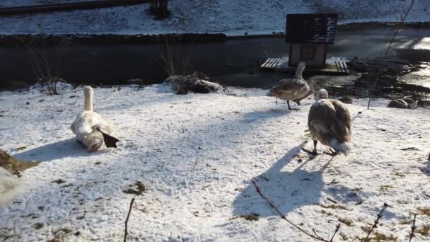 Weiße Schwäne Winter Auf Der Liegewiese Teich — Stockvideo