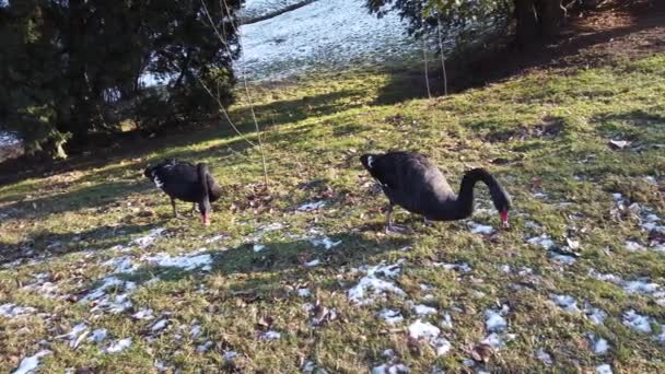 Cisnes Negros Gramado Perto Lagoa Inverno — Vídeo de Stock