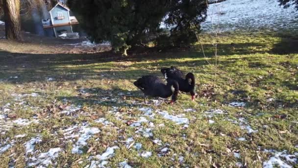 Μαύροι Κύκνοι Στο Γκαζόν Κοντά Στη Λίμνη Χειμώνα — Αρχείο Βίντεο