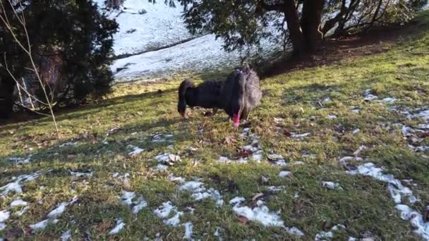 Kışın Göletin Yakınındaki Çimlerde Siyah Kuğular — Stok video