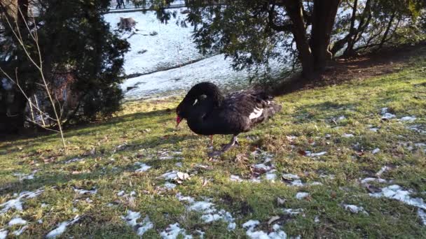 Черные Лебеди Лужайке Пруда Зимой — стоковое видео