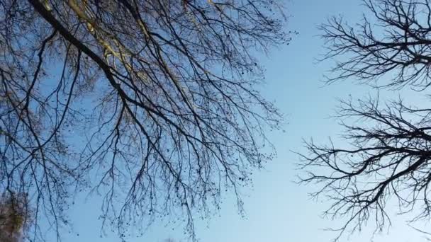 Branches d'arbres sur fond de ciel .