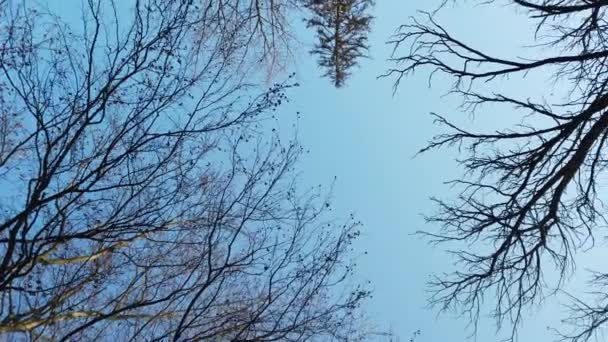 Branches d'arbres sur fond de ciel .