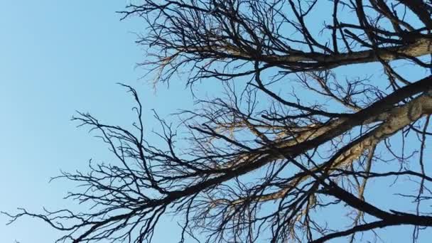 Ağaçların Dalları Gökyüzünün Arka Planına Karşı — Stok video