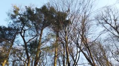Ağaçların dalları gökyüzünün arka planına karşı.