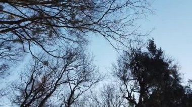 Ağaçların dalları gökyüzünün arka planına karşı.