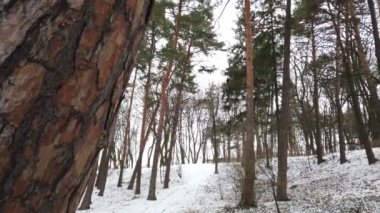 Çam kozalağı. Kışın çekim..