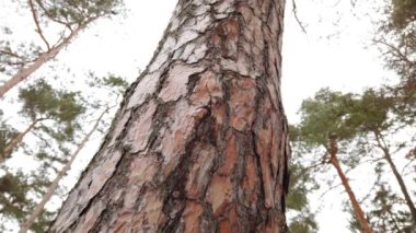 Çam kozalağı. Kışın çekim..