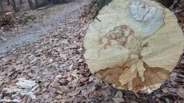 Kış ormanında kesilen ağaçlar.
