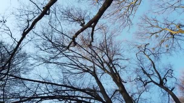 Gałęzie Drzew Tle Nieba — Wideo stockowe
