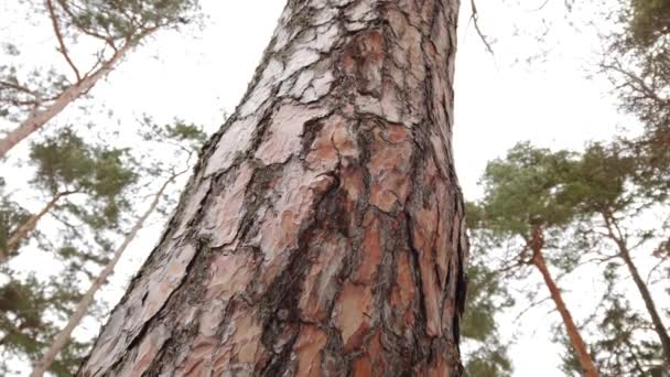 松树的顶部 冬季枪击案 — 图库视频影像