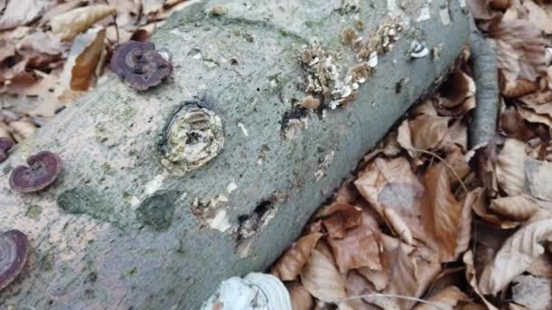 Champignons en bois sur le tronc de l'arbre .