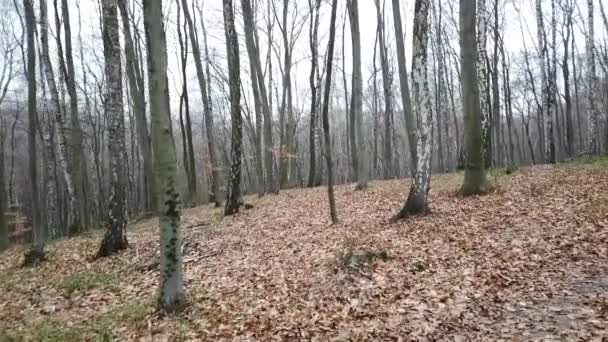 Tiro Floresta Inverno — Vídeo de Stock