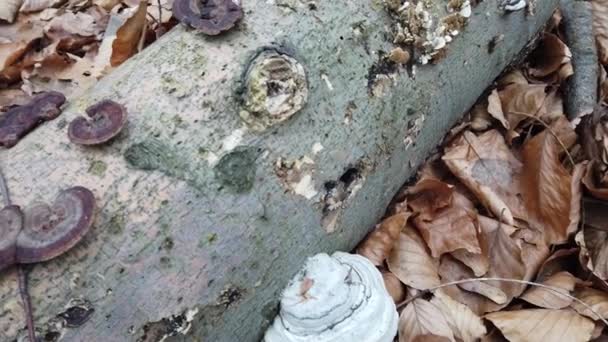 Champignon du bois sur le tronc de l'arbre .