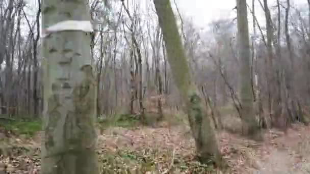Disparos Bosque Invierno Hiper Lapso — Vídeo de stock