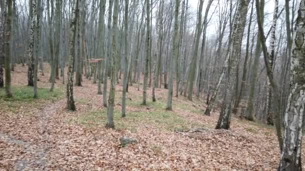 Schieten Het Winterbos — Stockvideo