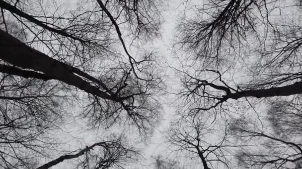 Branches Trees Background Sky — Stock Video
