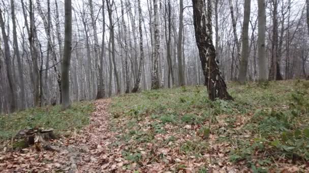 Disparos Bosque Invierno — Vídeos de Stock