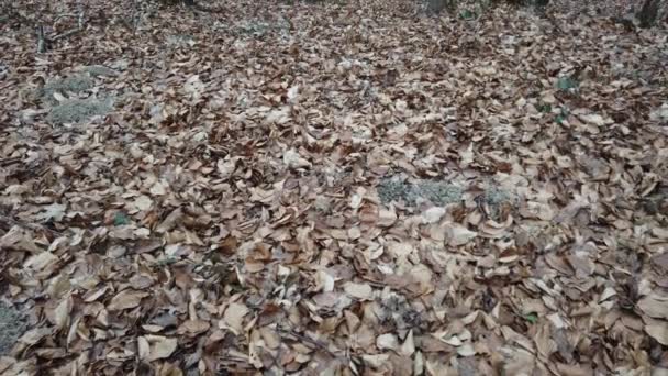 Disparos Bosque Invierno — Vídeos de Stock