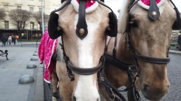 Tir Sur Les Chevaux Gros Plan Chevaux Dans Rue Ville — Video