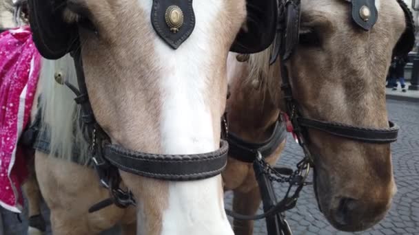 Atların Vurulması Yakın Plan Çekim Şehir Sokaklarında Atlar — Stok video