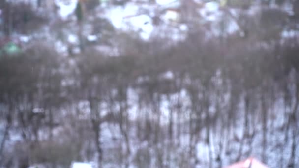Zăpada Cade Împotriva Copacilor Slow Motion — Videoclip de stoc