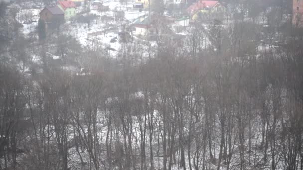 雪花落在树上 慢动作 — 图库视频影像