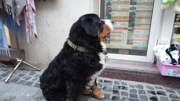 Lviv Ucrânia Dezembro 2019 Bernese Mountain Dog Frente Uma Vitrine — Vídeo de Stock