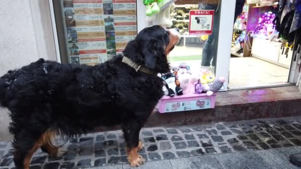 Lviv Ukraine December 2019 Bernese Mountain Dog Front Shop Window — Stock videók