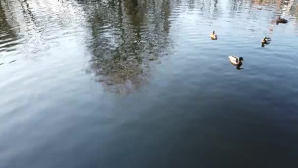 Enten Einem Teich Schießerei Nachmittag — Stockvideo