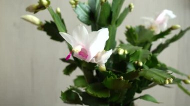 Schlumbergera truncata. Zygocactus. Hareket halinde çekim.