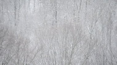 Ağaçların arka planında bir kar fırtınası görüntüsü.
