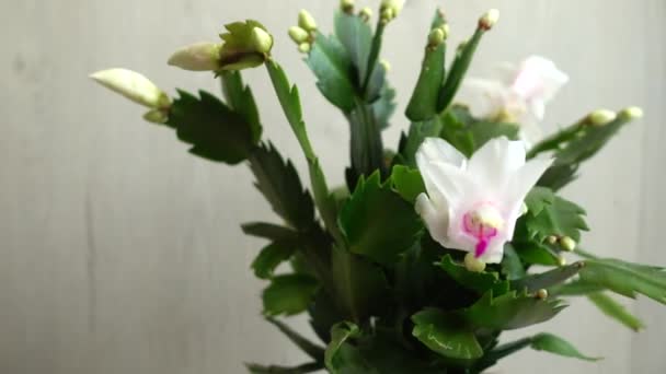 Schlumbergera Truncata Zygocactus Tiro Movimento — Vídeo de Stock