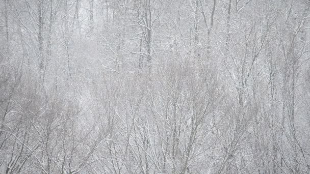 Snöstorm Bakgrund Träd — Stockvideo