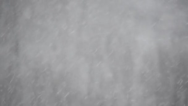 Výstřel Sněhové Bouře Pozadí Stromů — Stock video