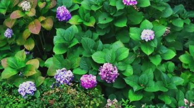 Çiçekler çiçek tarhında. Hareket halinde çekim.