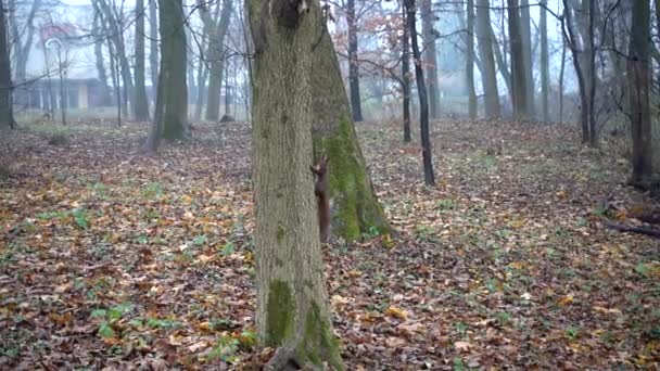 écureuil sur un arbre dans le parc.