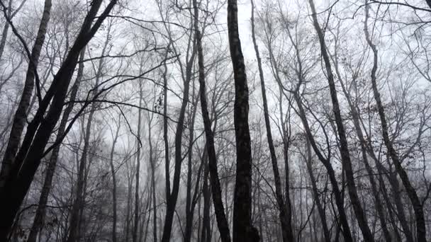 Mlha Lese Střelba Podzim — Stock video