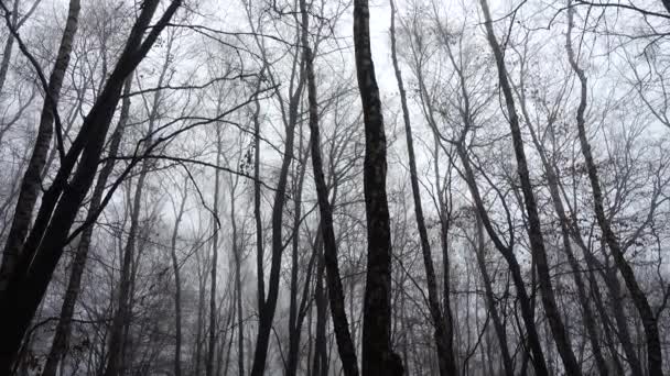 Nebbia Nella Foresta Riprese Autunno — Video Stock