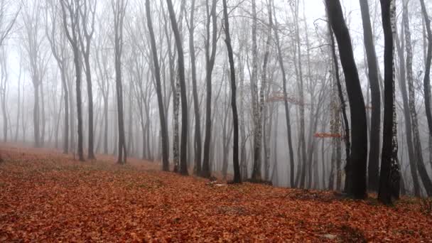 Fog in the forest. Shooting in the fall. — Stock Footage Fog Forest Shooting Fall Royalty Free Stock Video