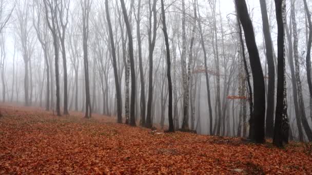 Nebel Wald Dreharbeiten Herbst — Stockvideo