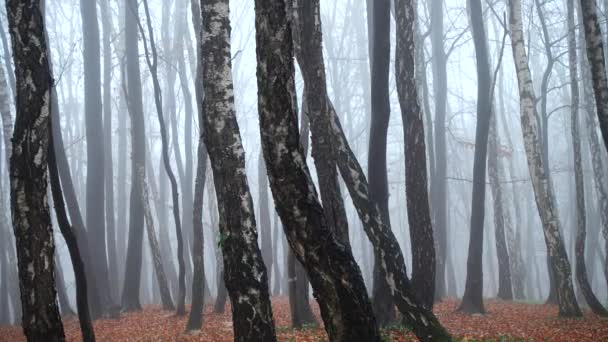 Nebel Wald Dreharbeiten Herbst — Stockvideo
