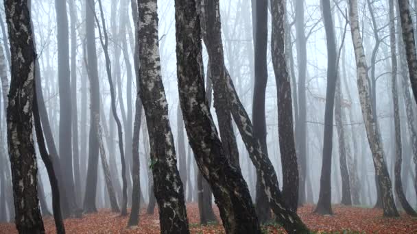 Brouillard dans la forêt. Tournage à l'automne .