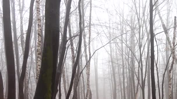 Brouillard dans la forêt. Tournage à l'automne .